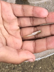 Atherinops affinis