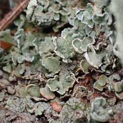 Cladonia