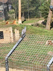 Columba palumbus palumbus