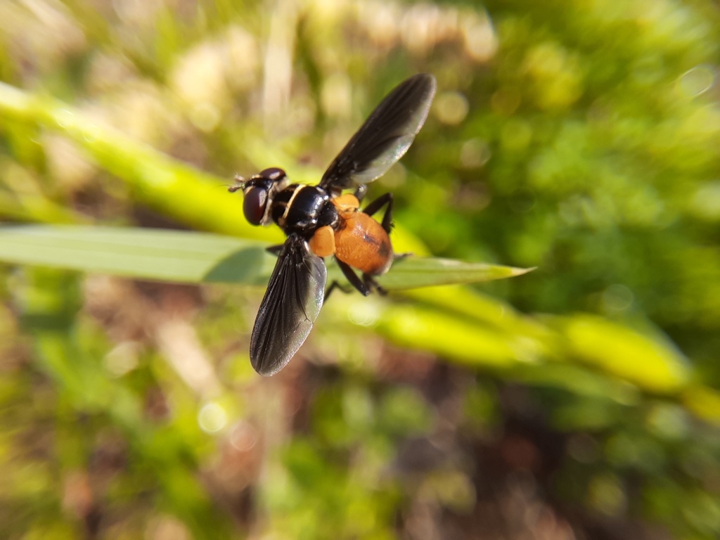 Eutrichopoda