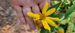 Helianthus hirsutus