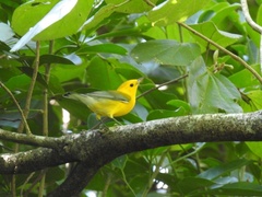 Protonotaria citrea