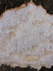 Neoantrodia serialis