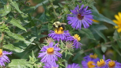 Bombus impatiens