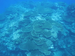 Acropora hyacinthus