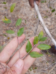 Pteleopsis myrtifolia image