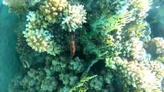 Cephalopholis miniata