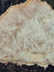 Neoantrodia serialis