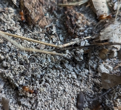 Camponotus americanus