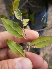 Pteleopsis myrtifolia image