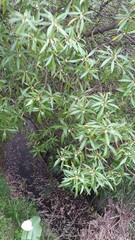 Myoporum insulare
