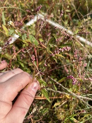 Persicaria minor