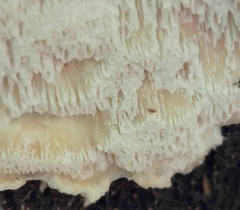 Neoantrodia serialis