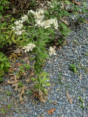 Pseudognaphalium obtusifolium