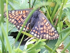 Euphydryas cynthia