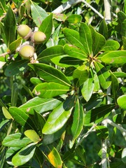 Quercus hemisphaerica