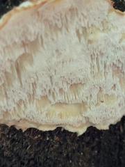 Neoantrodia serialis