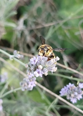Anthidium florentinum