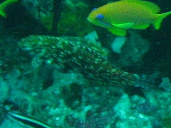 Halichoeres lapillus observed 2009-01-02