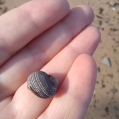 Littorina littorea