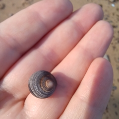 Littorina littorea