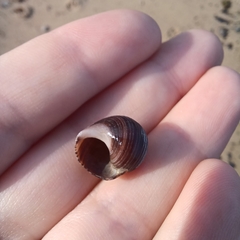 Littorina littorea