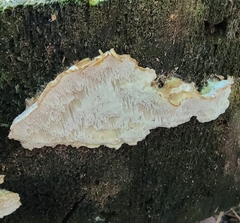 Neoantrodia serialis