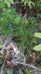 Equisetum
