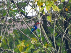 Halcyon cyanoventris