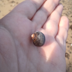 Littorina littorea