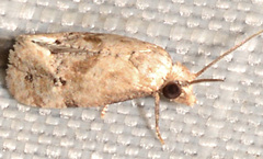 Platphalonidia magdalenae