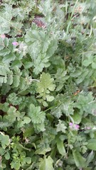 Erodium moschatum
