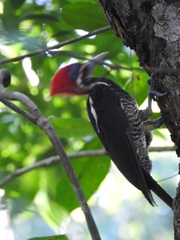 Dryocopus lineatus