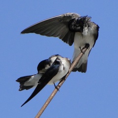 Tachycineta leucopyga