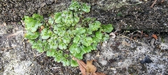 Marchantia polymorpha ruderalis