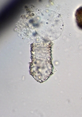 Codonella cratera