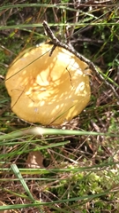 Russula claroflava