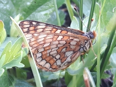 Euphydryas cynthia
