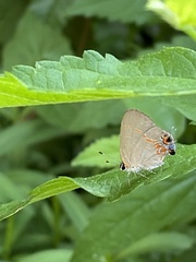 Calycopis isobeon