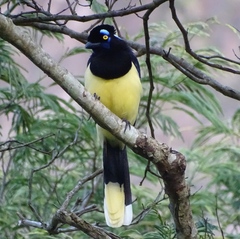 Cyanocorax chrysops