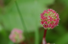 Sanguisorba minor