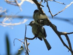 Polioptila dumicola