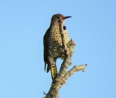 Colaptes auratus luteus