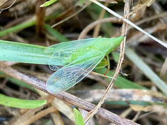 Rhynchomitra
