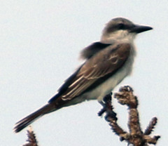 Tyrannus dominicensis