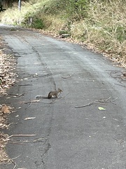 Sciurus carolinensis