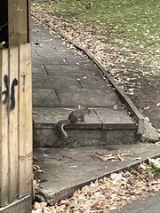 Sciurus carolinensis