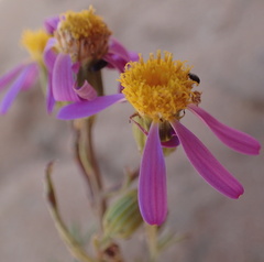Senecio arenarius