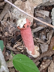 Lysurus periphragmoides