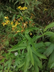 Senecio sarracenicus